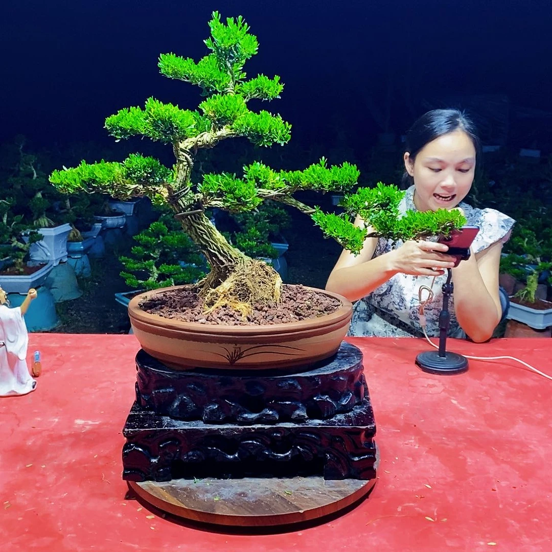 心***陈当前无花朵，栽培后可花朵