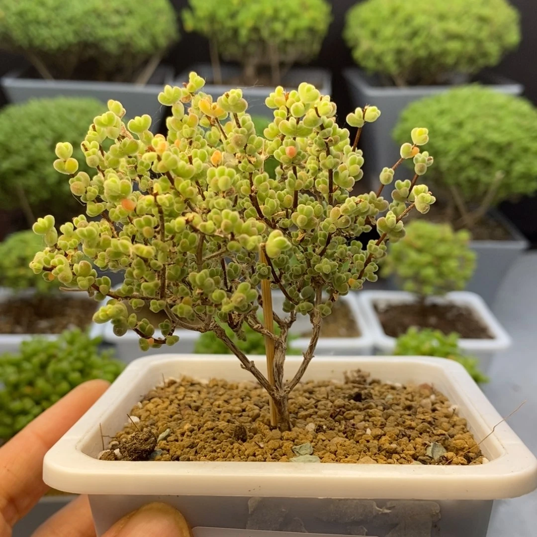 035莱斯枝干番杏