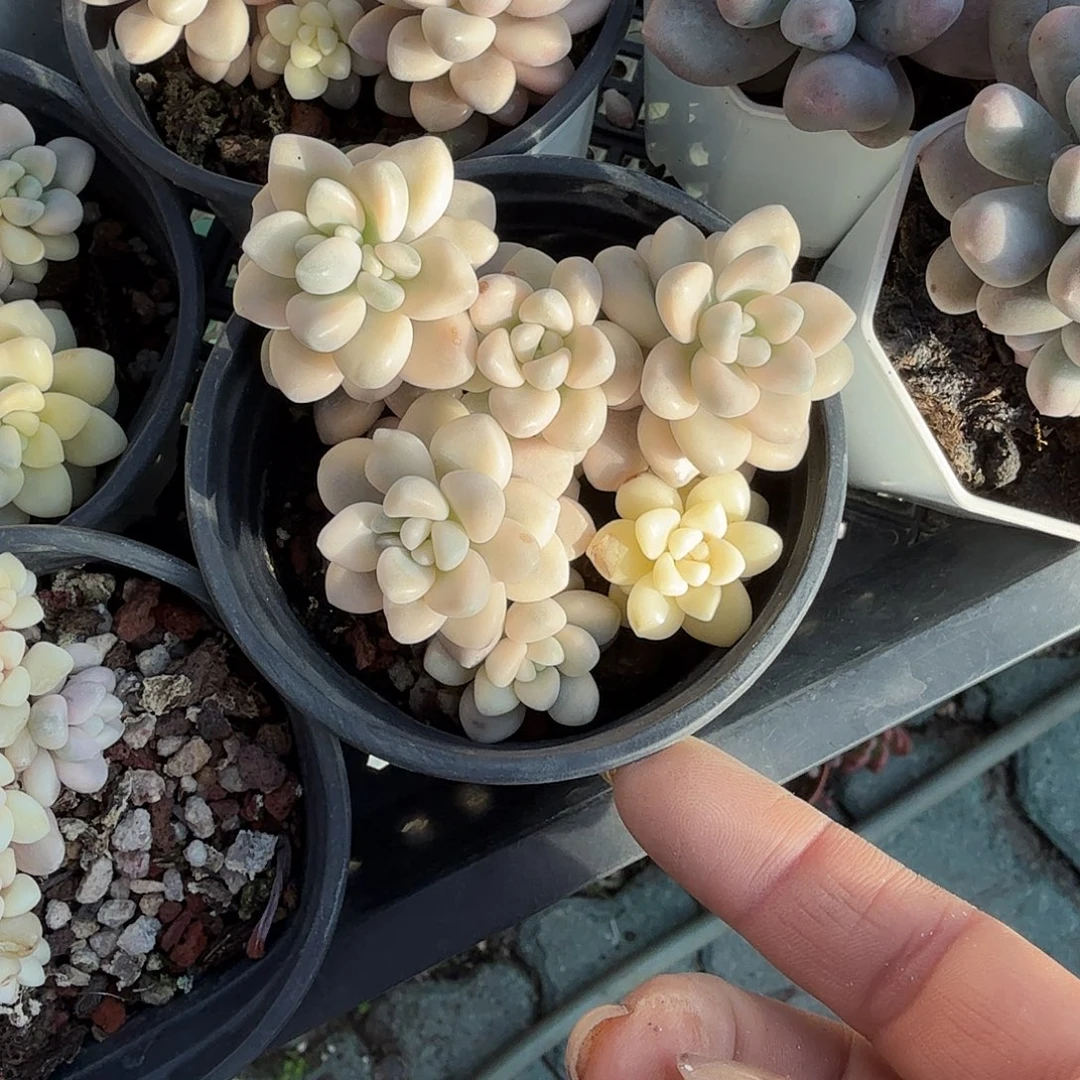 艾伦锦多肉植物精品