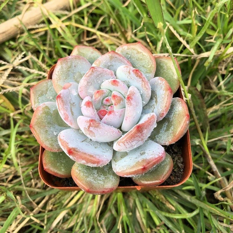 【满9.9包邮】橙梦露单头6.5cm盆多肉植物以直播间展示为主