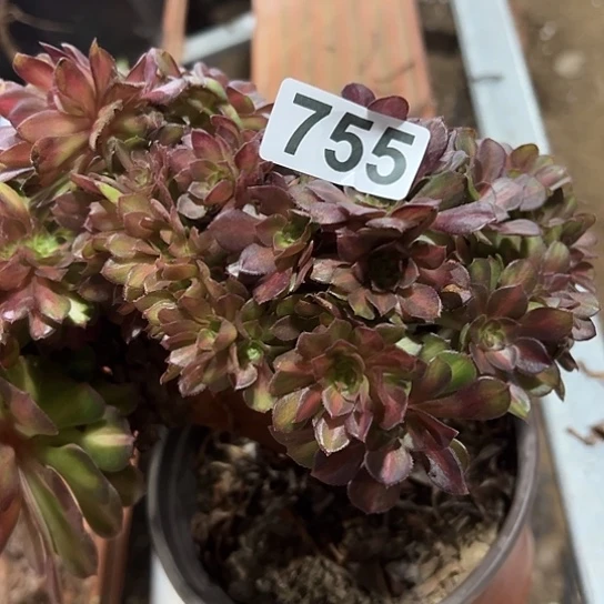 张***姐多肉植物一个抹茶755