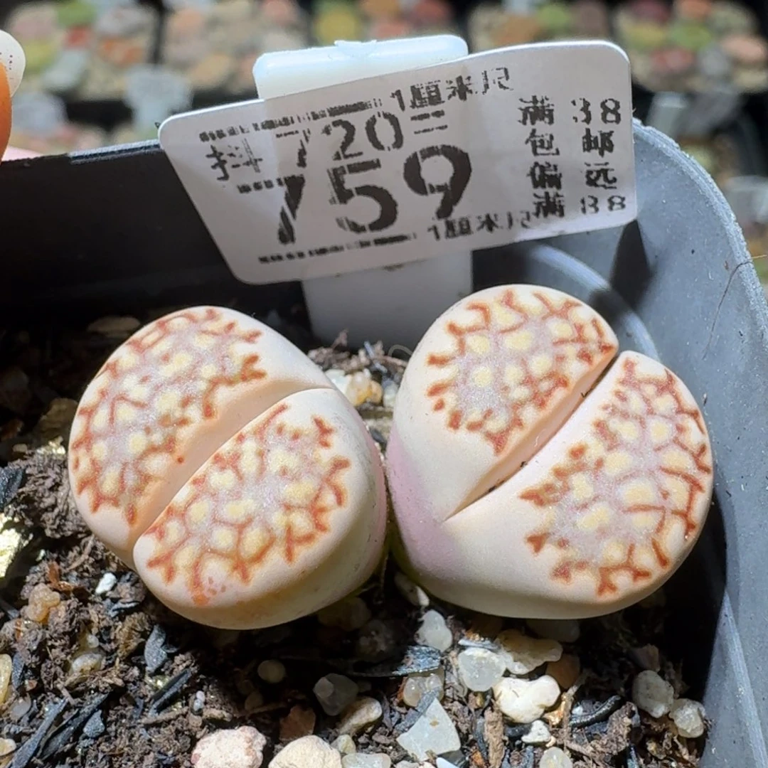 SSss精品清仓了759