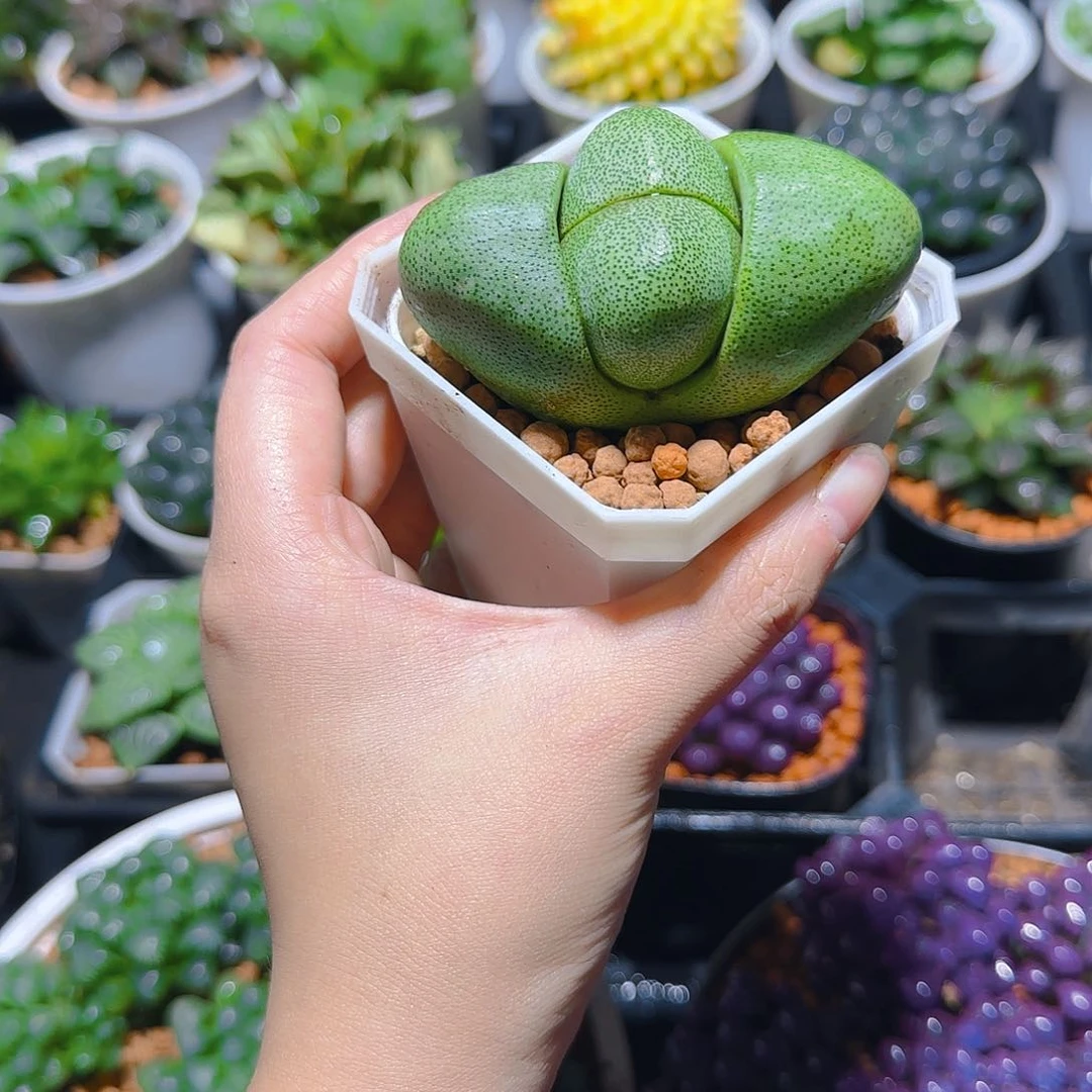 绿元宝多肉，原盆