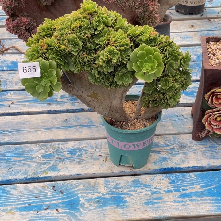 655号绿阳荣法师缀化