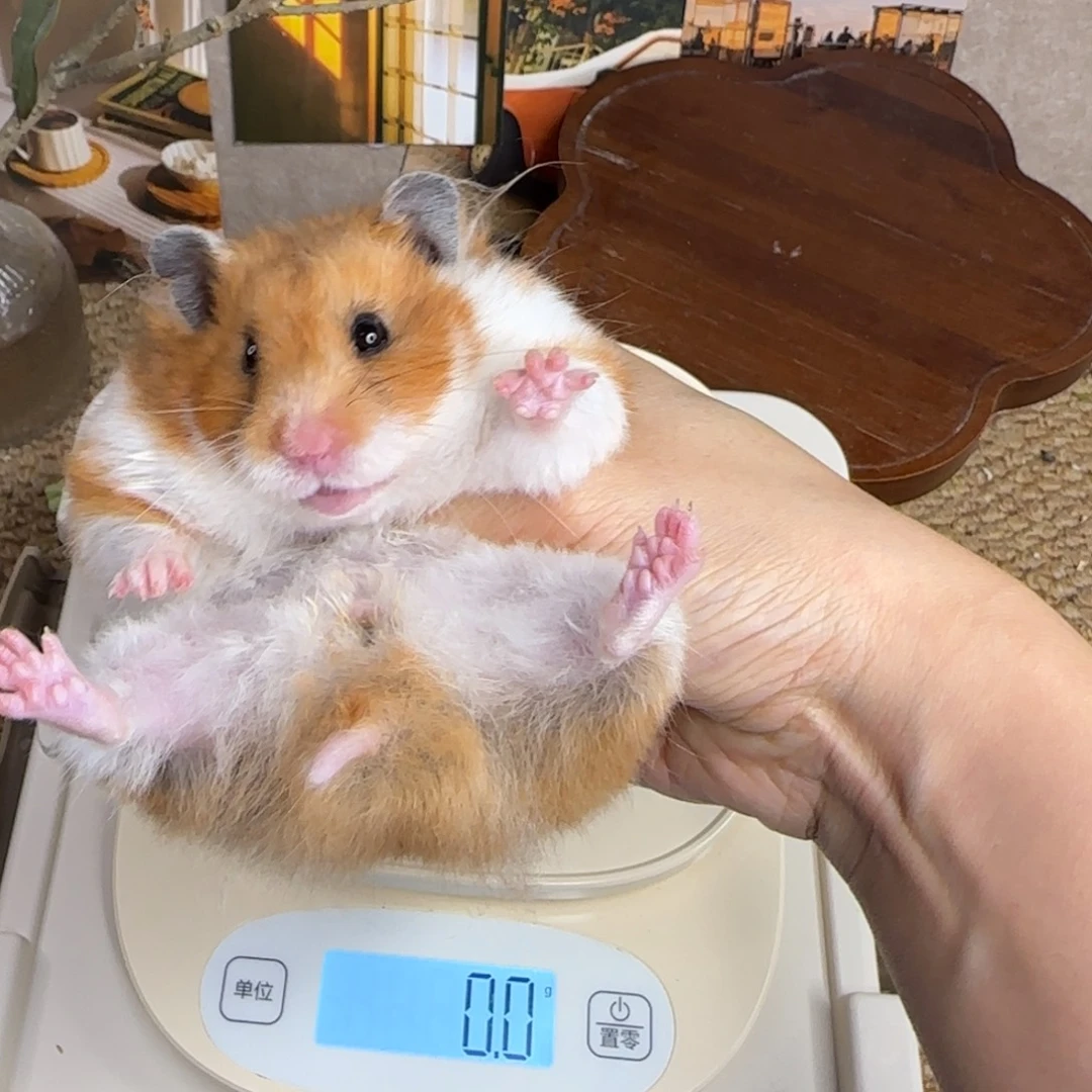 虎纹妹妹6个月171g