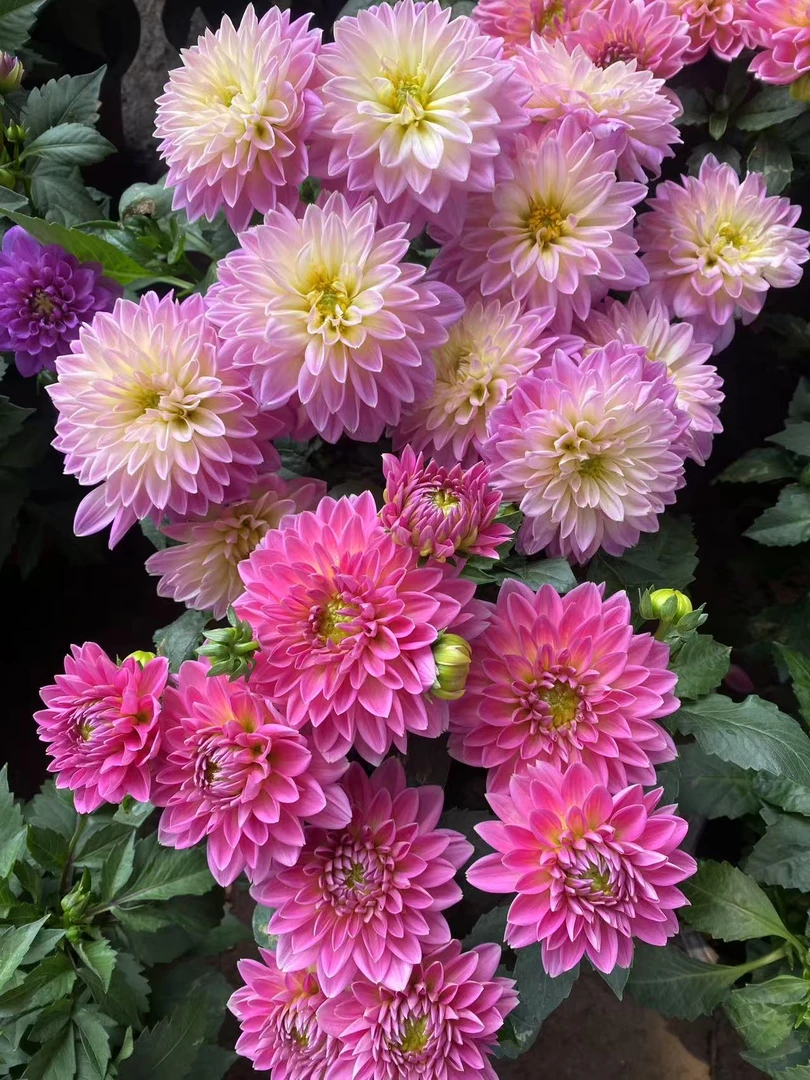 小丽花【双色粉】盆栽阳台庭院养殖多年生花期长多色颜值高