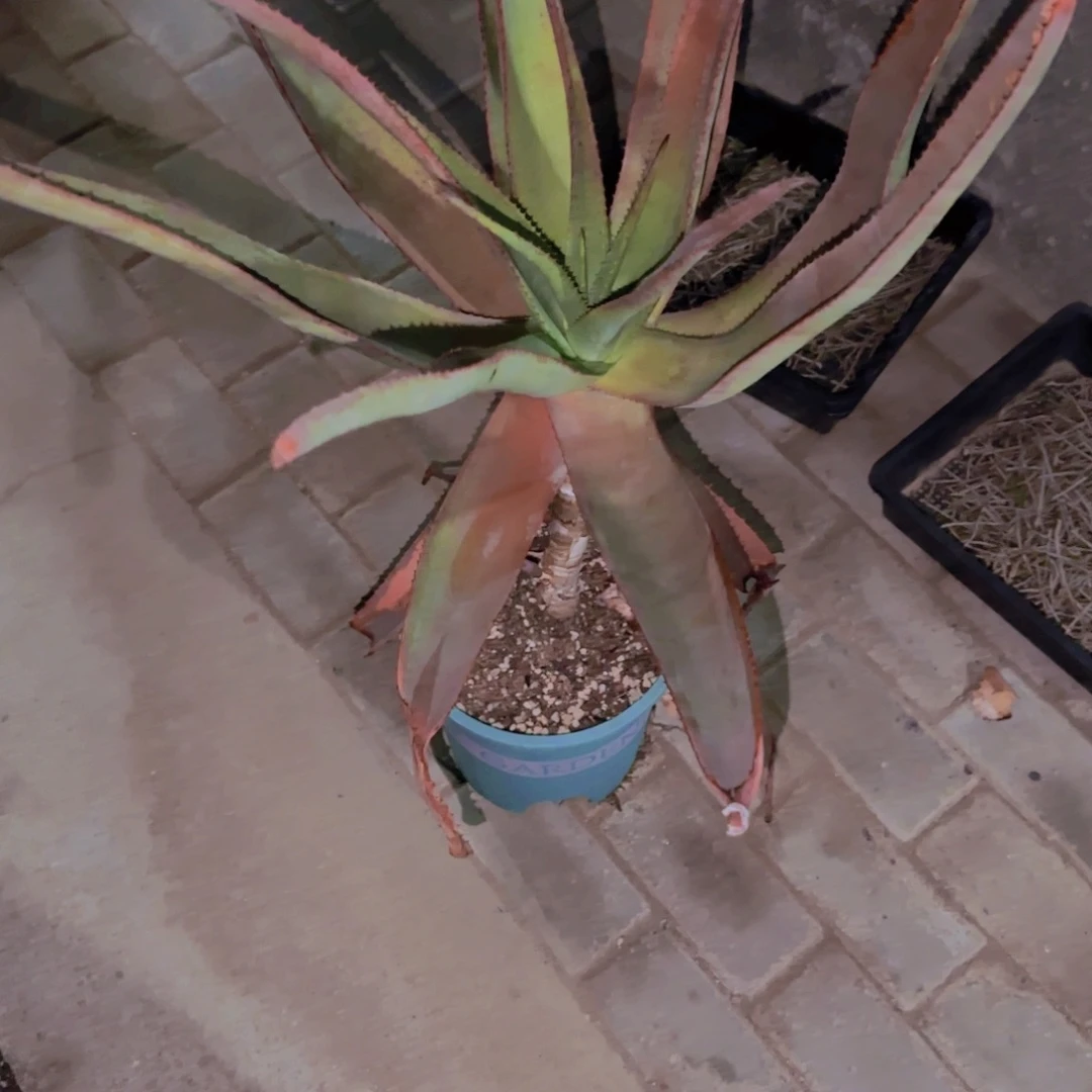 6**0块根植物块根植物