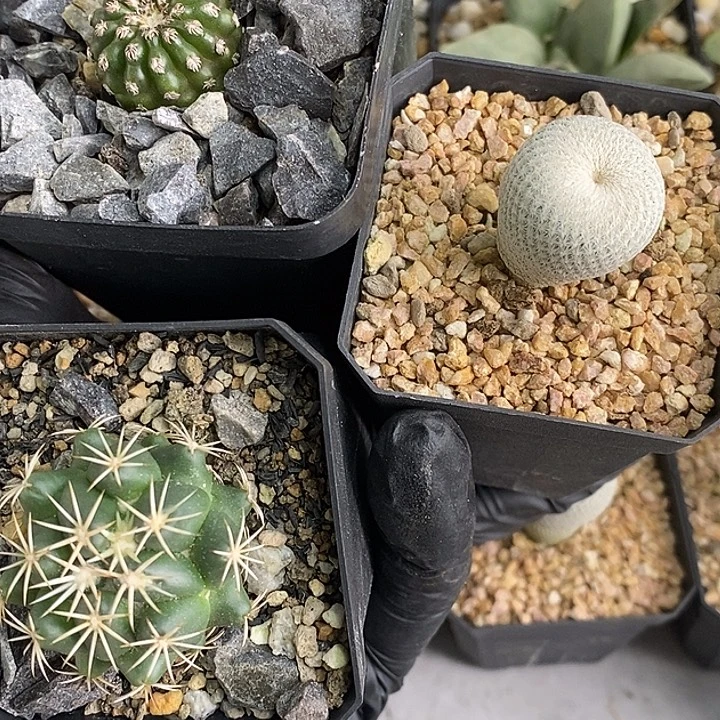 132小人帽子，奇特球，钢钉