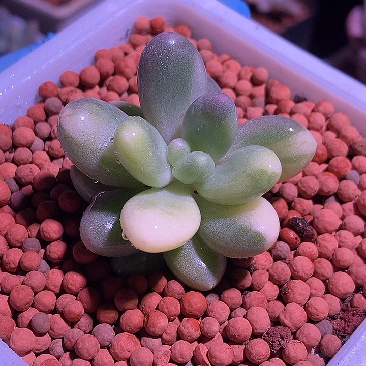 蛋黄奶酪锦多肉植物