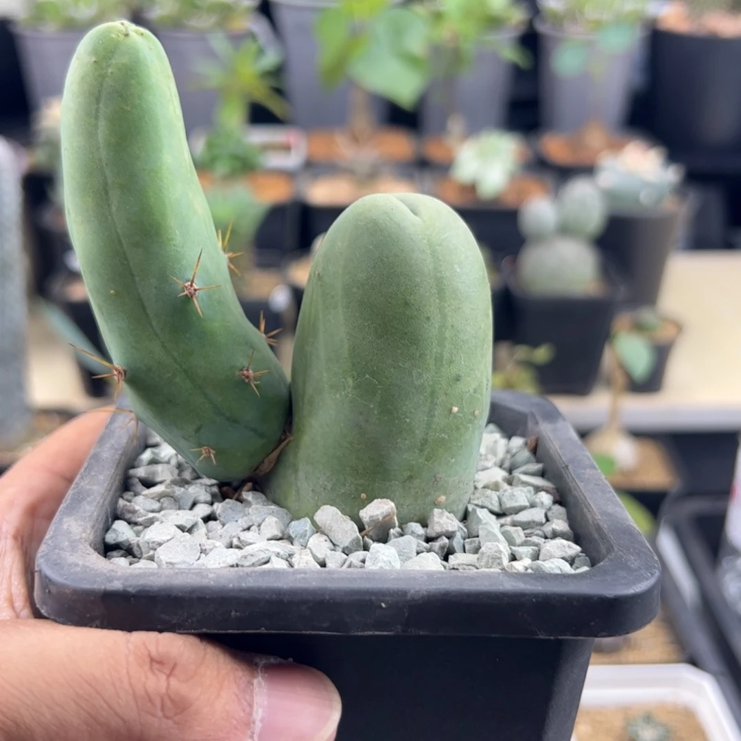 程程柱3.7一物一拍带盆发