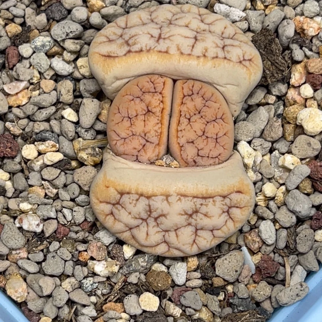 1154金色拿铁189尺寸3.3