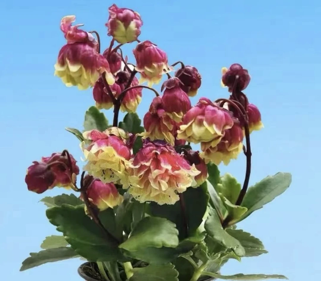 宫灯长寿 130大盆 -【花财花卉】