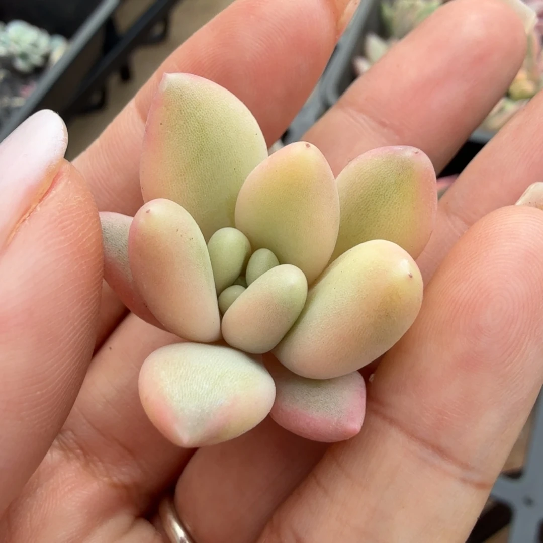 蜜桃啵啵锦一刻带侧芽