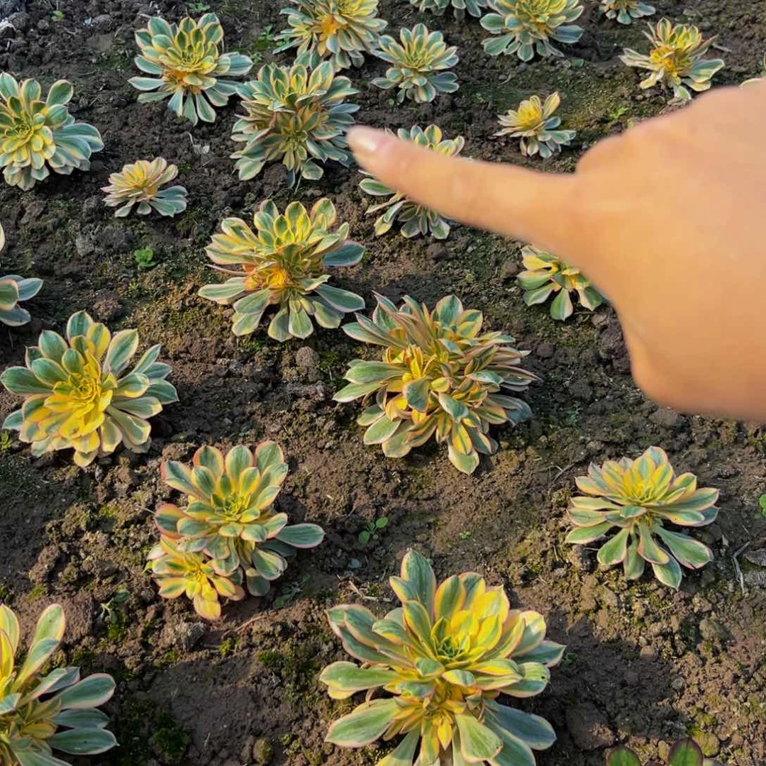 灿烂多肉植物捧花的