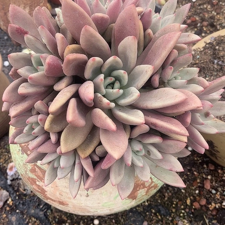 陶****桃花源手捧花，一物一拍
