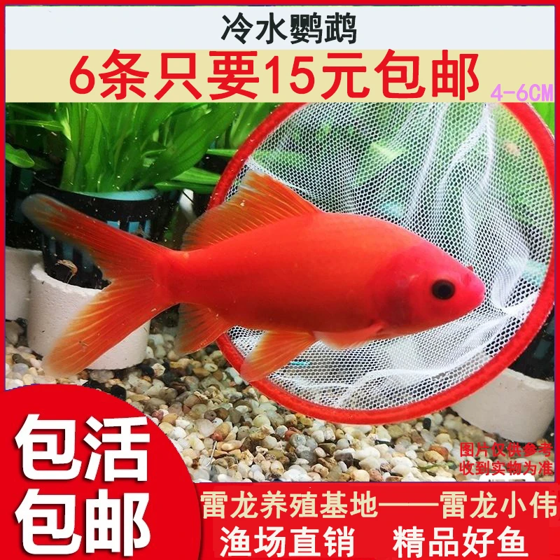 草金精品冷水鹦鹉鱼苗锦鲤金鱼观赏鱼小型淡水冷水鱼好养鱼缸养殖