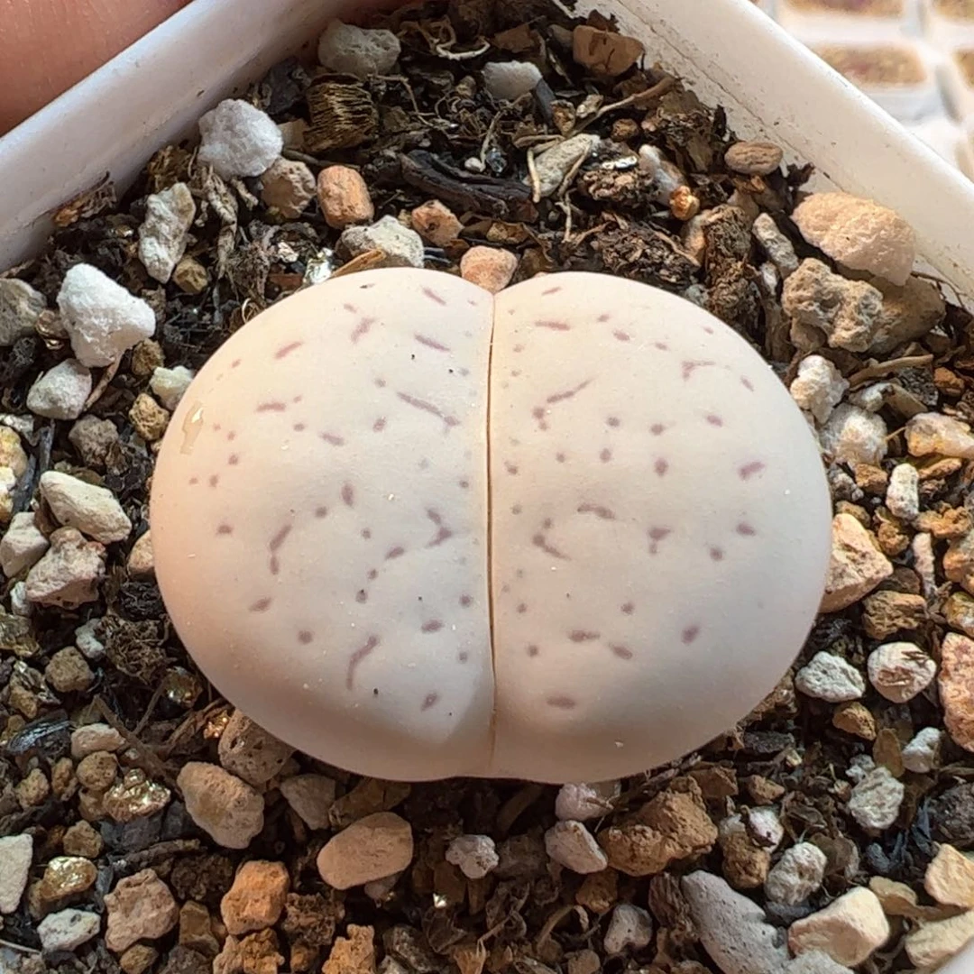 456多肉植物组合