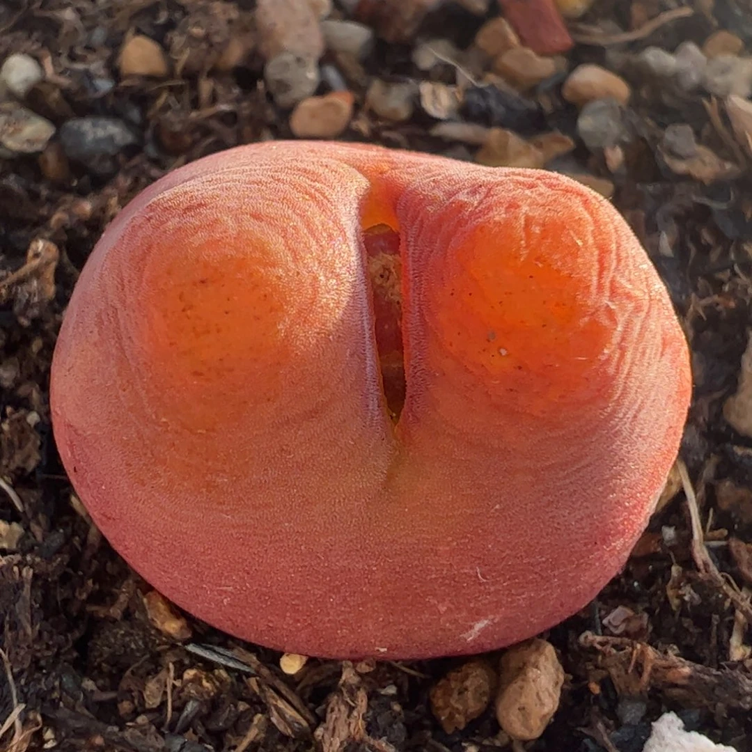 多肉植物百科水蜜桃