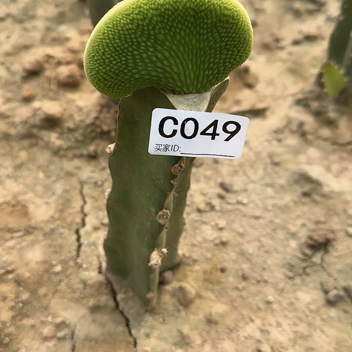 飞**石嫁接青蛇缀化049