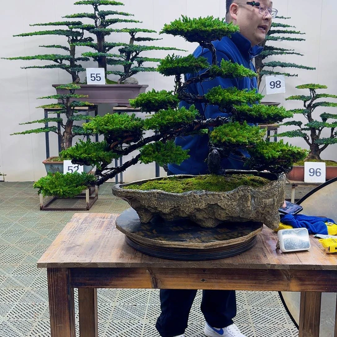 无花朵柏树造型盆景