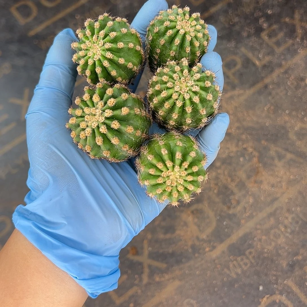 雅森391侧芽3公分左右