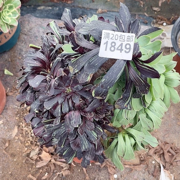 1849一颗水墨丹青法师