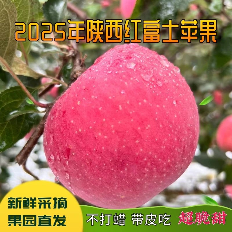 2025年陕西高山红富士苹果脆甜多汁新鲜采摘果园直发