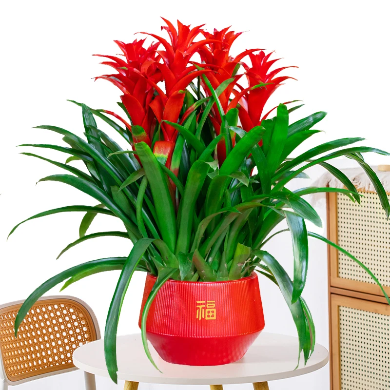【5颗装桌摆款】鸿运当头大红星年宵花卉绿植盆栽好养