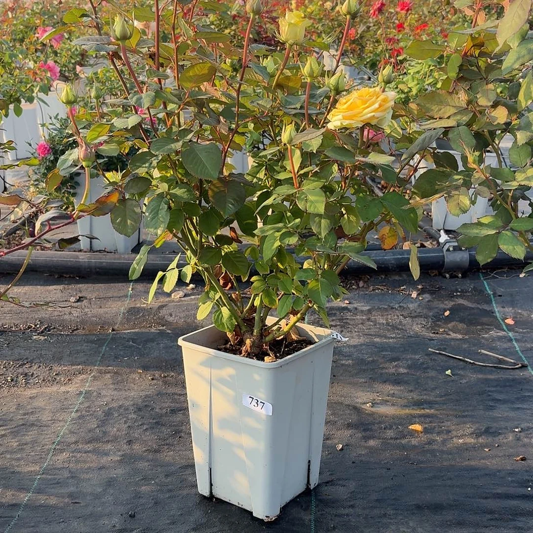 当前无花朵，栽培后可花朵737