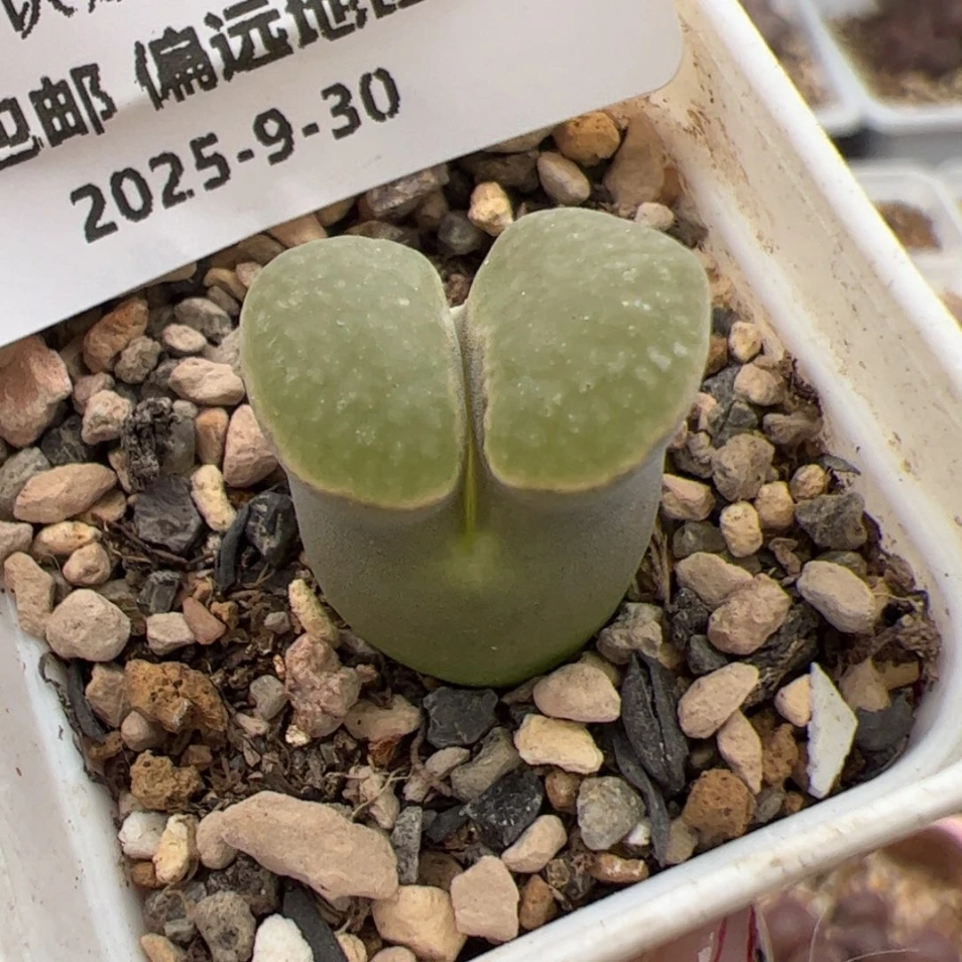 0304号 磁铁 多肉植物