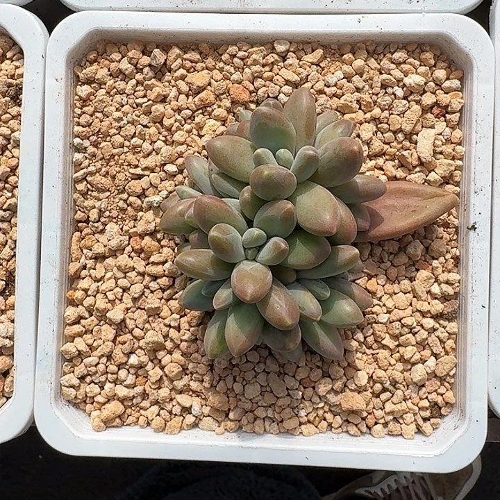 戴蒙德 群生 一物一拍