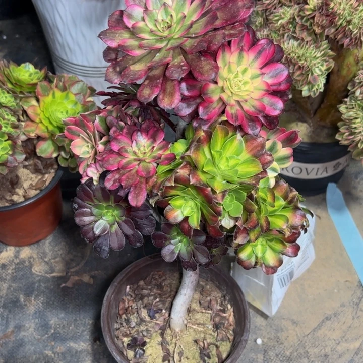 宁**远嫁接207多肉法师一物一拍