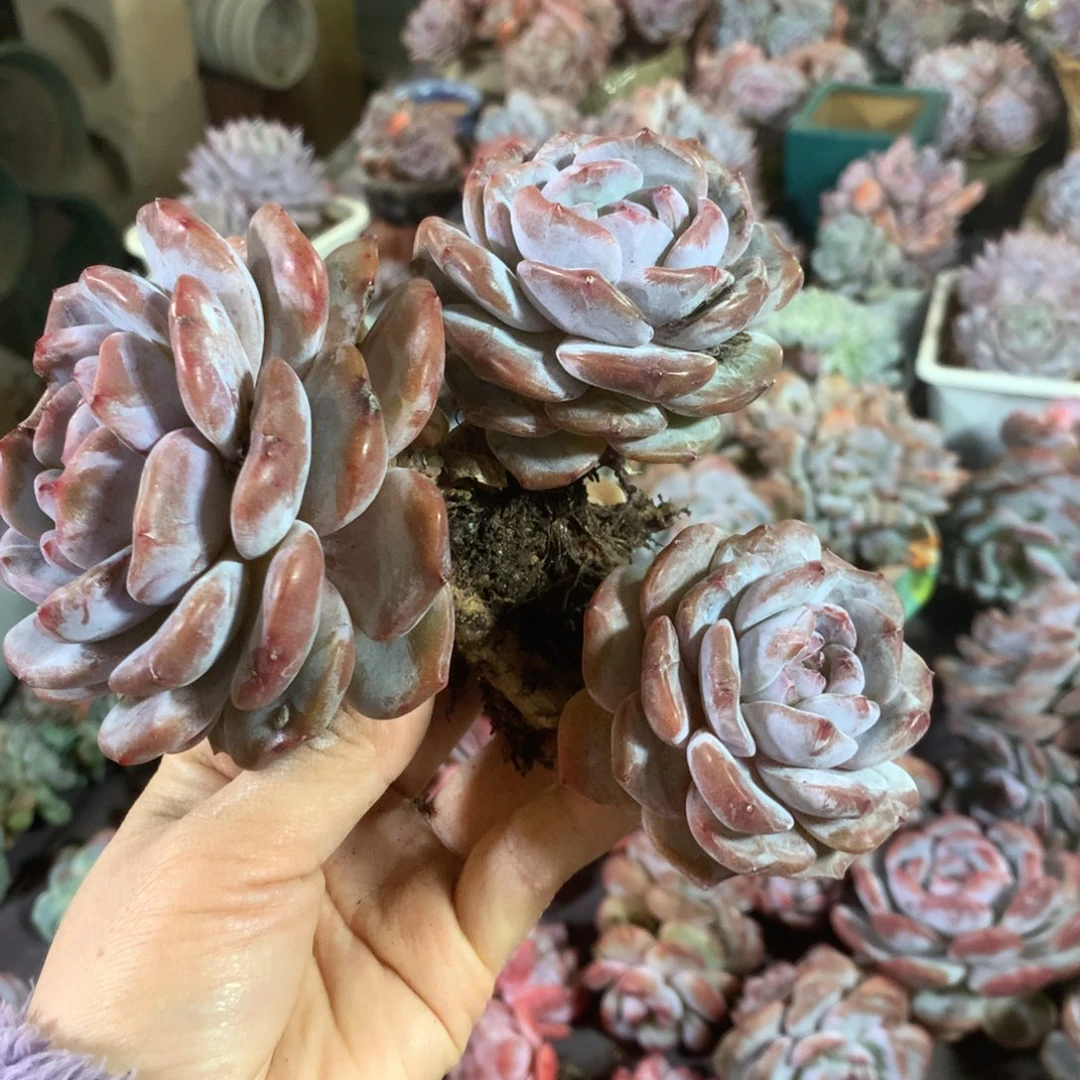 石榴籽哈哈哈哈哈哈哈哈哈，