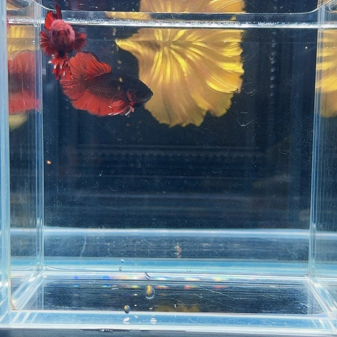 斗鱼活体观赏鱼好养耐活