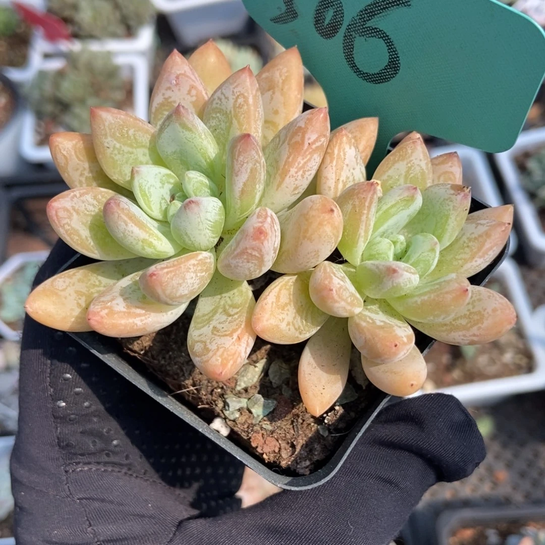 506阿凡达duopoly多肉^_^