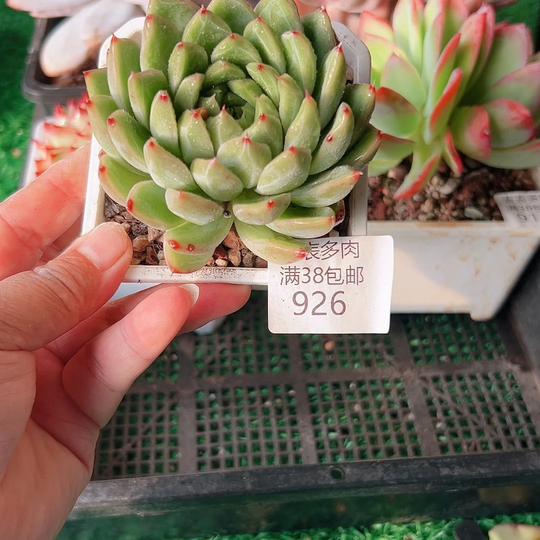 多肉一物一拍植物926