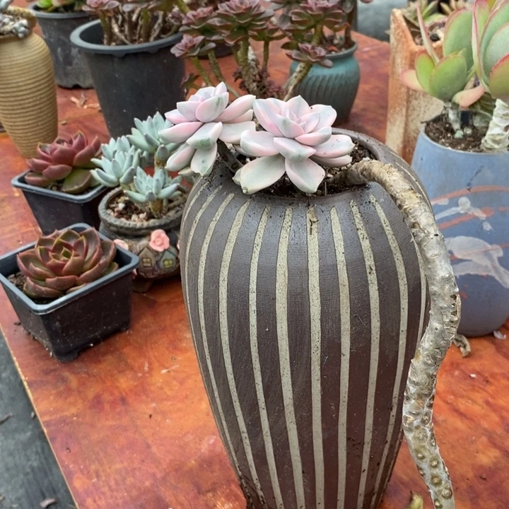 紫乐锦整无砍多肉