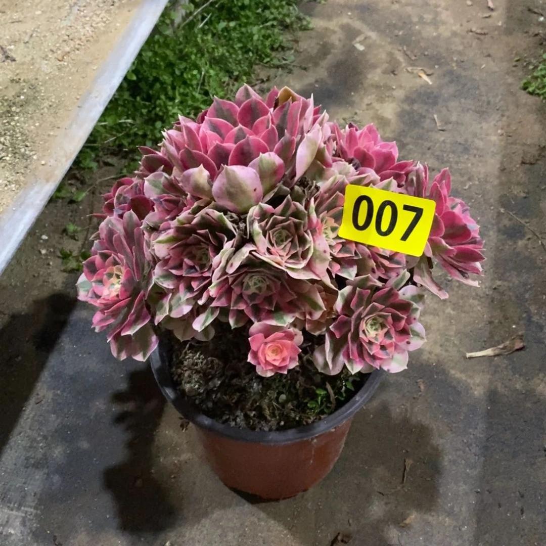 粉女巫多肉法师007