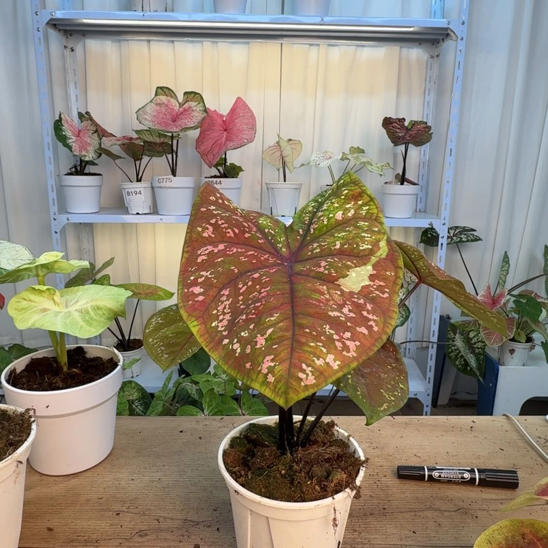 无花朵花花世界    B209
