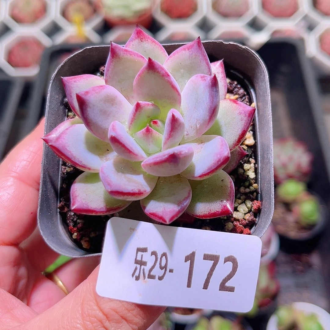 乐然29-172 乌尼莫克