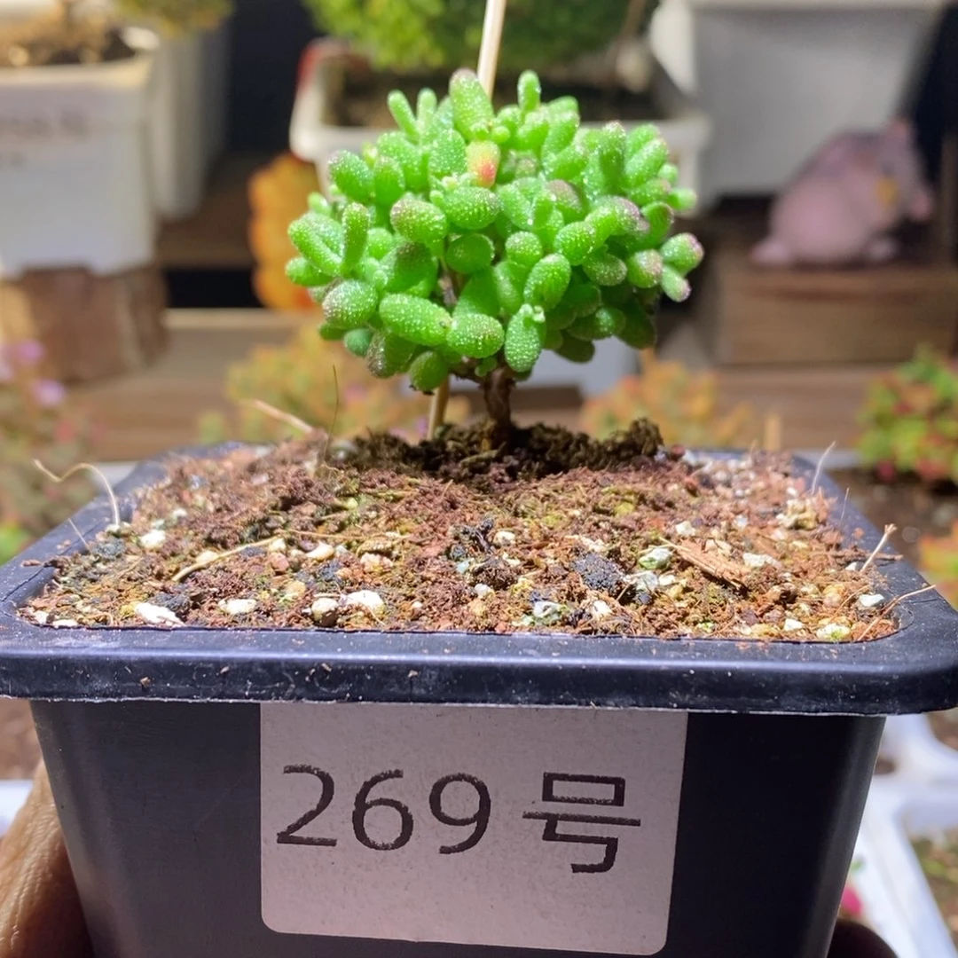 蜜橘带盆土发货一物一拍