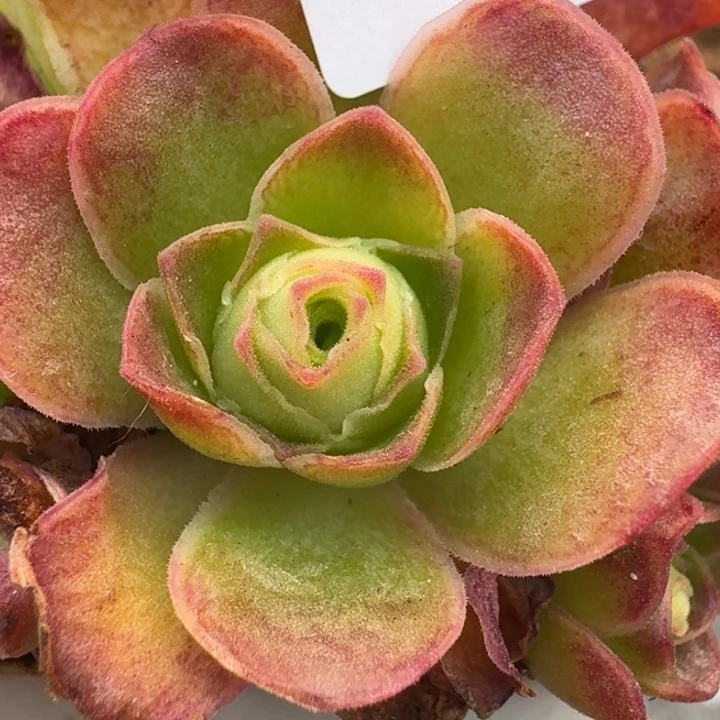 朱017。 若初版白龙侧芽。