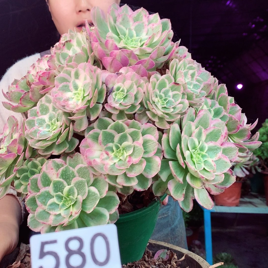 柒柒精品多肉脱土发货不包断侧枝580