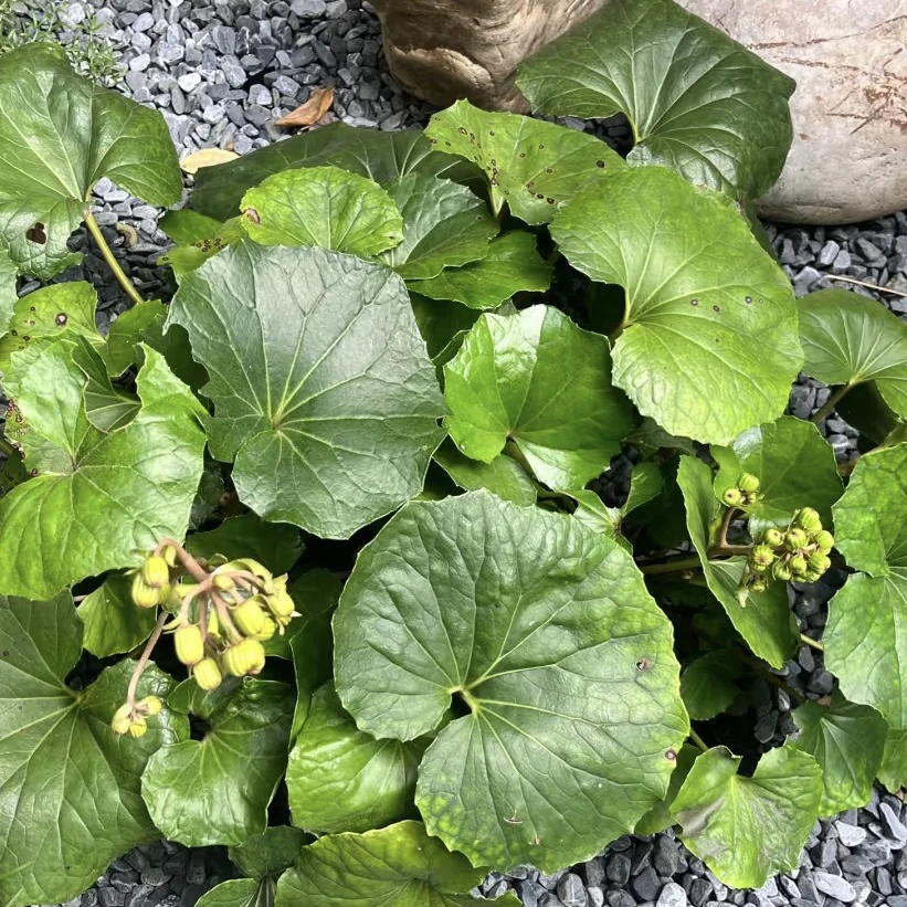 【大叶吴风草】耐寒庭院盆栽常绿观叶多年生耐阴耐热花园