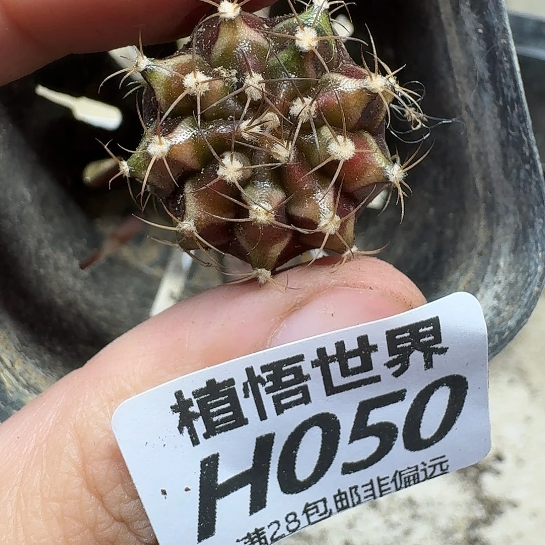 多肉植物的人生fhjj