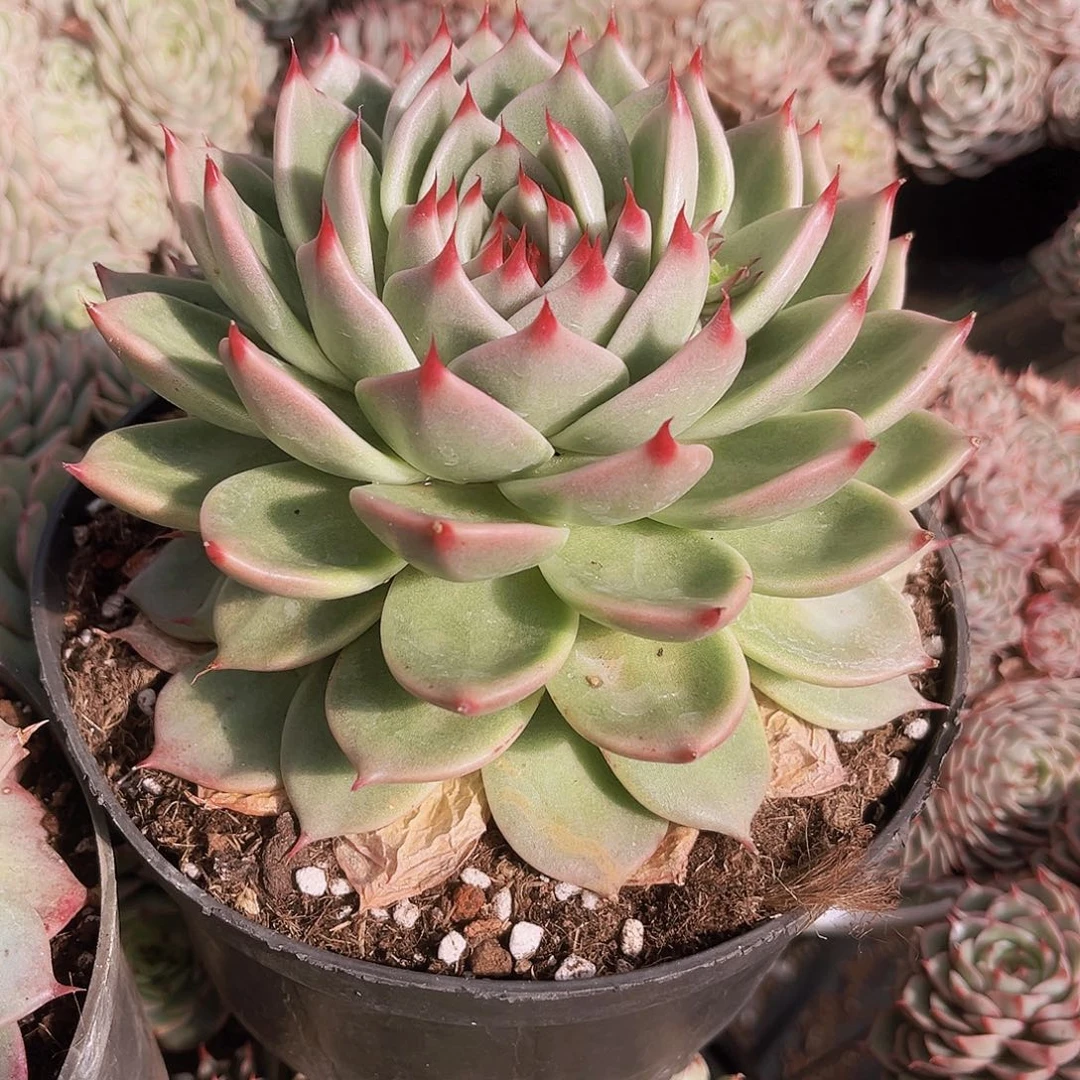 托斯卡15公分9999999999