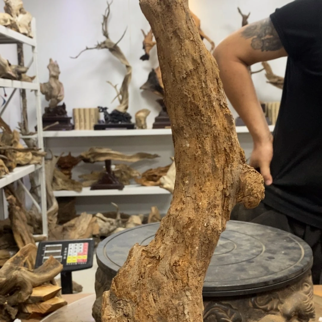 安***）柏木（崖柏）我们都是好孩子