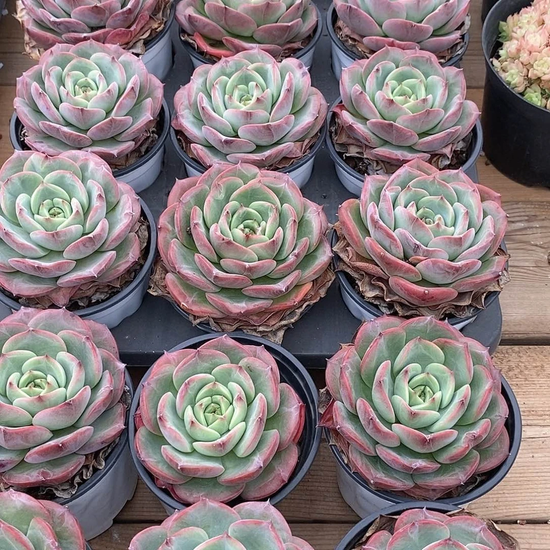 金汇园艺，团三文鱼