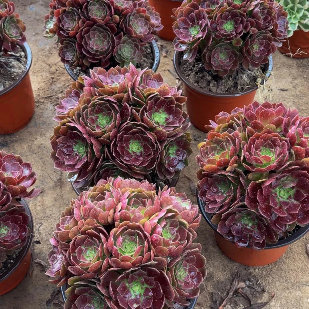 黑金玫瑰绣球15.8多肉植物