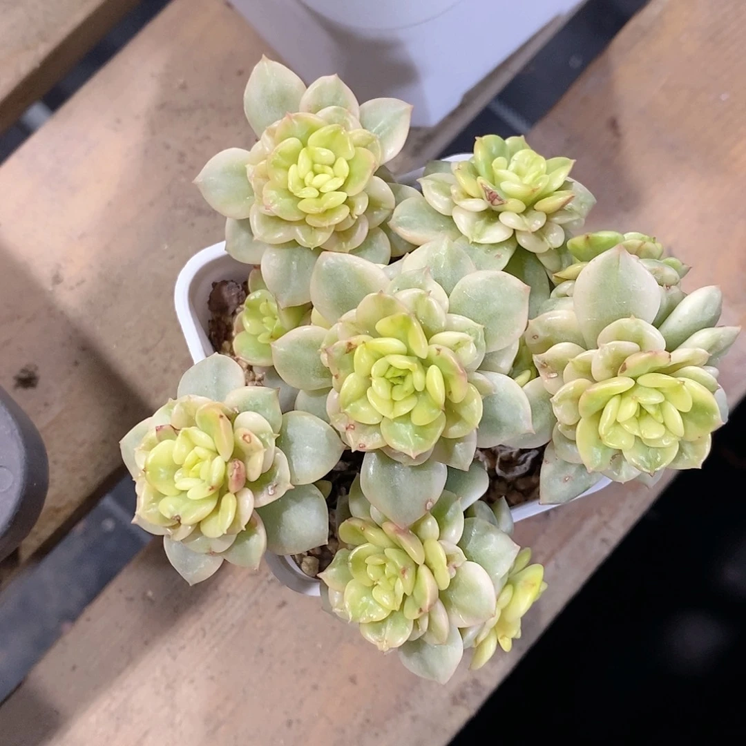 腊牡丹锦多肉锦多肉植物